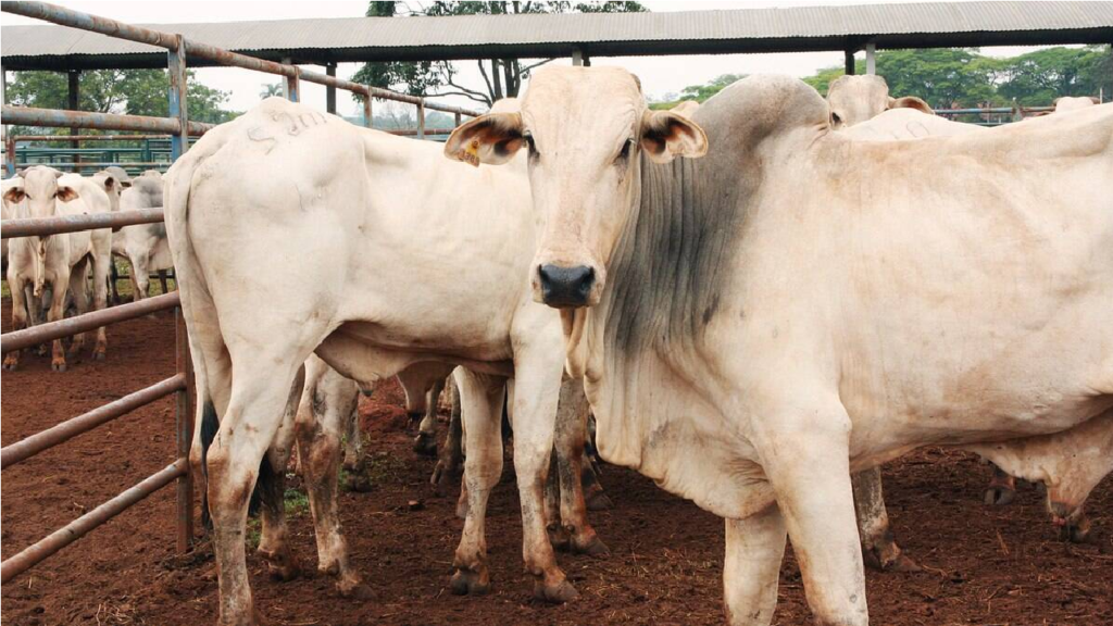 Vaca louca: Governo de Minas investiga suposto caso da doença no estado