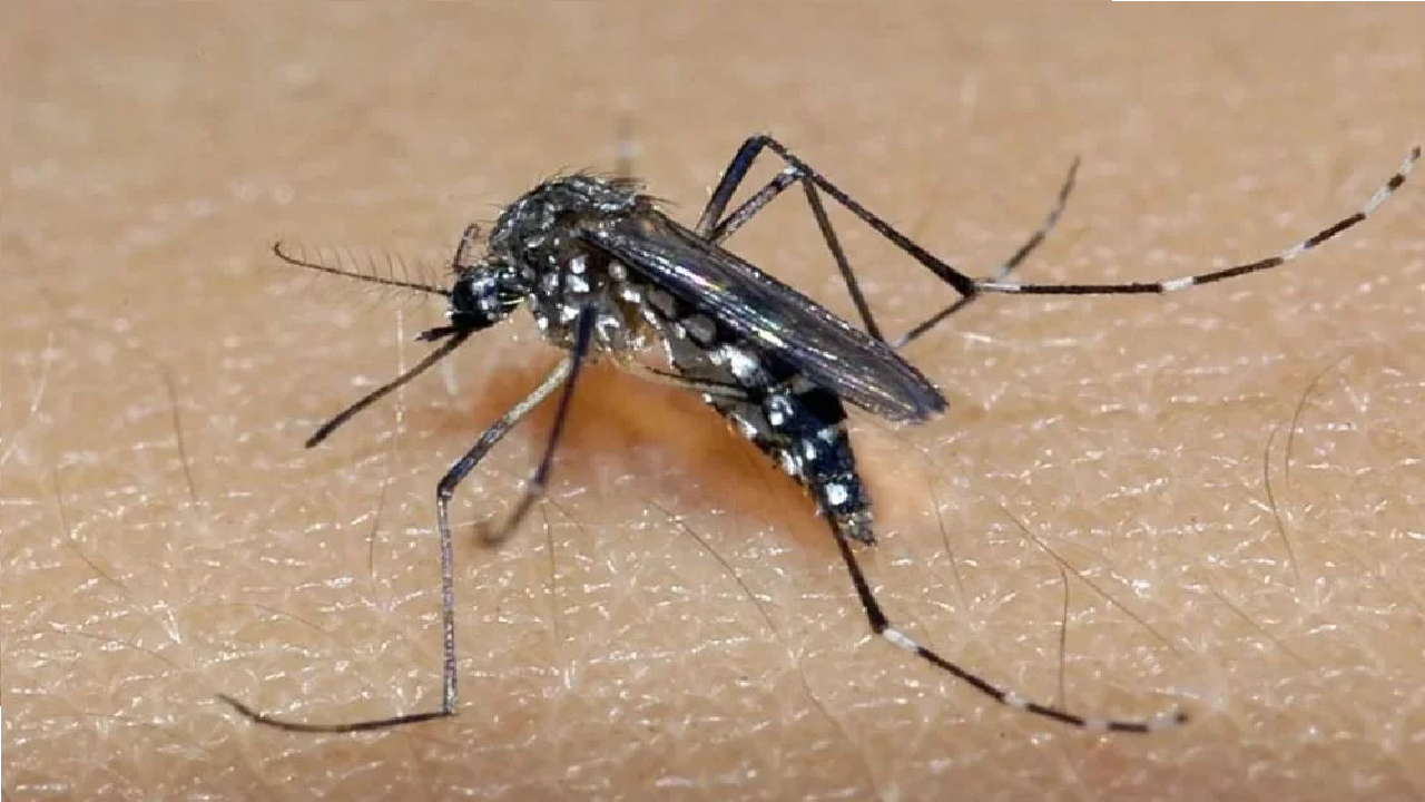 Sorotipo 3 da dengue é motivo de preocupação em BH, diz secretário de Saúde